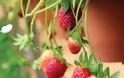 Θέλετε να καλλιεργήσετε δικές σας φράουλες; Όλα όσα πρέπει να γνωρίζετε! - Φωτογραφία 2