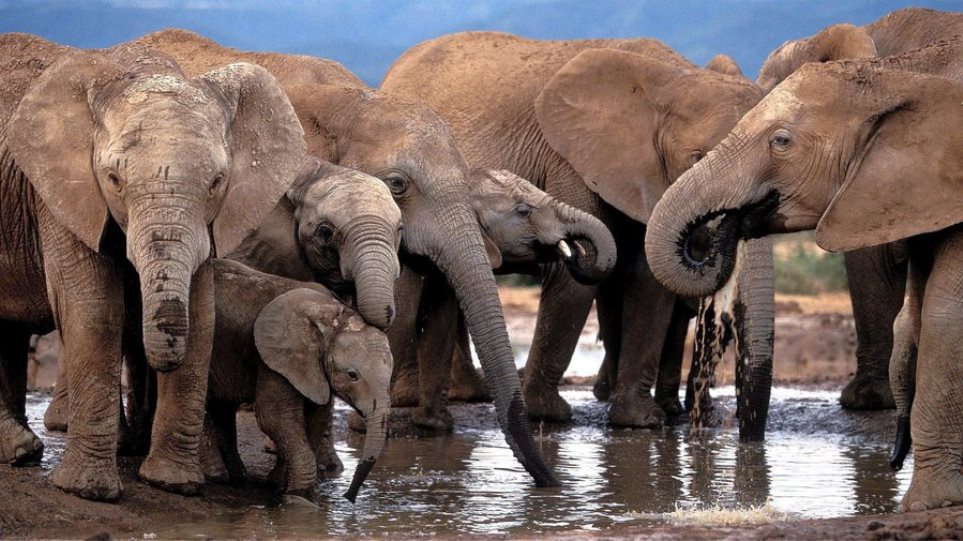 Η Ζιμπάμπουε έχει πρόβλημα υπερπληθυσμού στους ελέφαντες και προχωρά σε πωλήσεις - Φωτογραφία 1