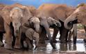 Η Ζιμπάμπουε έχει πρόβλημα υπερπληθυσμού στους ελέφαντες και προχωρά σε πωλήσεις