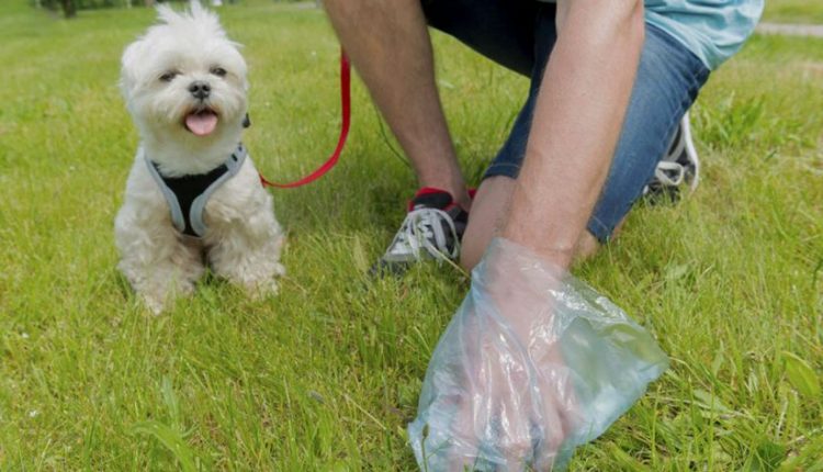 Πρόστιμο σε όσους δεν μαζεύουν τις ακαθαρσίες του σκύλου τους από δρόμους και πάρκα - Φωτογραφία 1