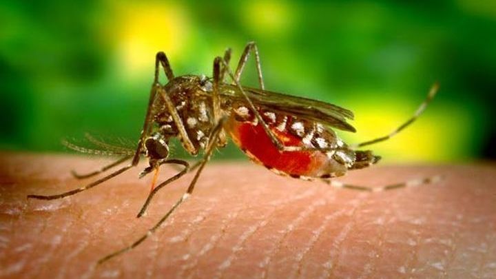 Οδηγίες του ΕΟΔΥ για τα κουνούπια. Προφυλαχθείτε από τον ιό του Δυτικού Νείλου - Φωτογραφία 1