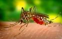 Οδηγίες του ΕΟΔΥ για τα κουνούπια. Προφυλαχθείτε από τον ιό του Δυτικού Νείλου