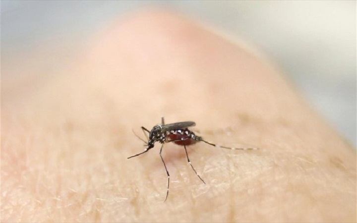 ΕΟΔΥ-ΚΕΕΛΠΝΟ: Προφυλαχθείτε από κουνούπια-ιό Δυτικού Νείλου - Φωτογραφία 1