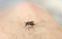ΕΟΔΥ-ΚΕΕΛΠΝΟ: Προφυλαχθείτε από κουνούπια-ιό Δυτικού Νείλου