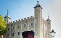 Γέννησαν τα κοράκια του Πύργου του Λονδίνου - Θα σωθεί το βασίλειο! - Φωτογραφία 3