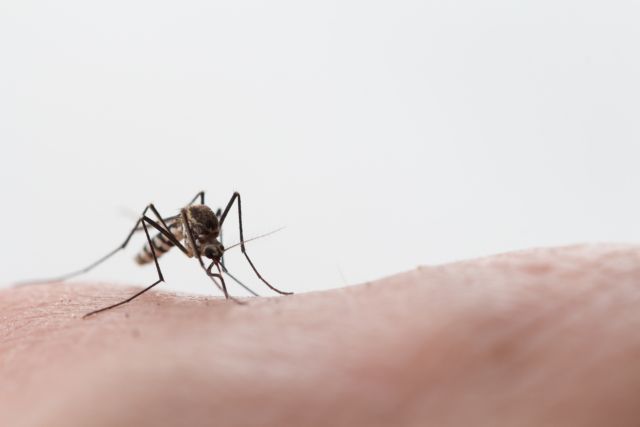 Προφυλαχθείτε από τα κουνούπια – Προφυλαχθείτε από τον ιό του Δυτικού Νείλου - Φωτογραφία 1