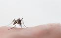 Προφυλαχθείτε από τα κουνούπια – Προφυλαχθείτε από τον ιό του Δυτικού Νείλου