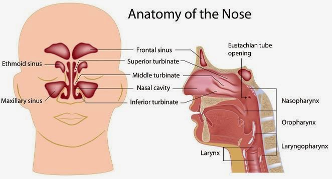 Μπουκωμένη μύτη, συνάχι, καταρροή πώς αντιμετωπίζoνται; Πότε πρέπει να πάτε σε γιατρό; - Φωτογραφία 3