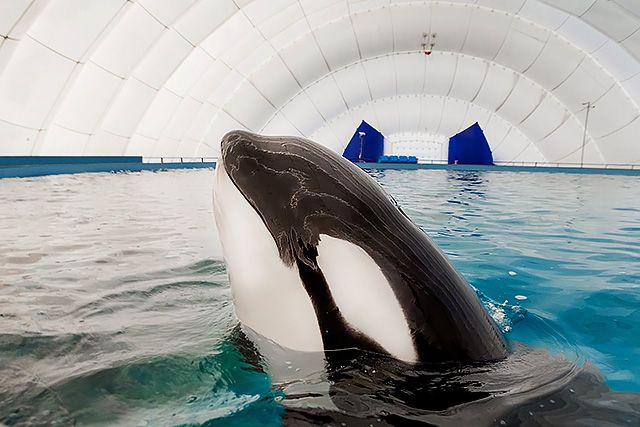 Ρωσία: Απελευθερώνει 10 φάλαινες- δολοφόνους, αλλά δεν τις αφήνει να επιστρέψουν στο «σπίτι» τους - Φωτογραφία 1