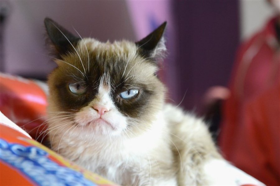 Πέθανε η Grumpy Cat, η πιο διάσημη γάτα του ίντερνετ - Φωτογραφία 1