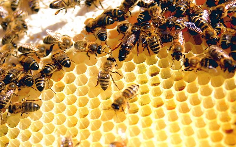 Αν οι μέλισσες εξαφανιστούν, το ανθρώπινο είδος θα εξαφανιστεί μέσα σε τέσσερα χρόνια - Φωτογραφία 2