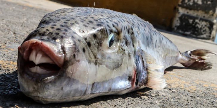 Κίνδυνος σε ρηχά στη Ρόδο και την Σαντορίνη - ψάρια και τοξικές τσούχτρες που απειλούν - Φωτογραφία 3