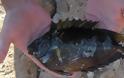 Κίνδυνος σε ρηχά στη Ρόδο και την Σαντορίνη - ψάρια και τοξικές τσούχτρες που απειλούν - Φωτογραφία 2