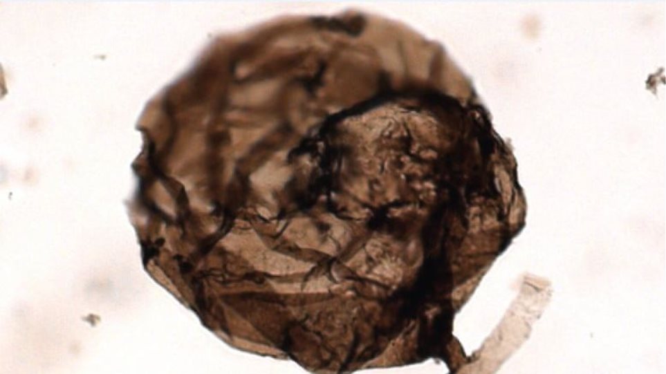 Ανακαλύφθηκε το αρχαιότερο απολίθωμα μύκητα ηλικίας σχεδόν ενός δισ. ετών - Φωτογραφία 1