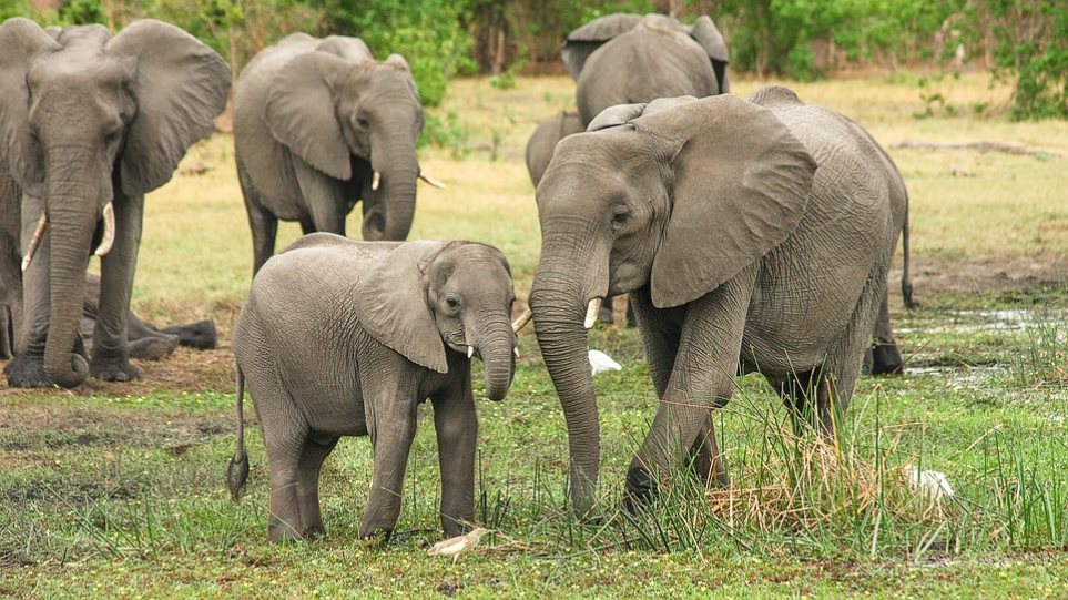 Μποτσουάνα: Επετράπη και πάλι το κυνήγι ελεφάντων - Φωτογραφία 1