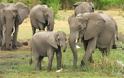 Μποτσουάνα: Επετράπη και πάλι το κυνήγι ελεφάντων