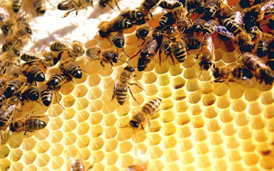 Αν οι μέλισσες εξαφανιστούν, το ανθρώπινο είδος θα εξαφανιστεί μέσα σε τέσσερα χρόνια - Φωτογραφία 2
