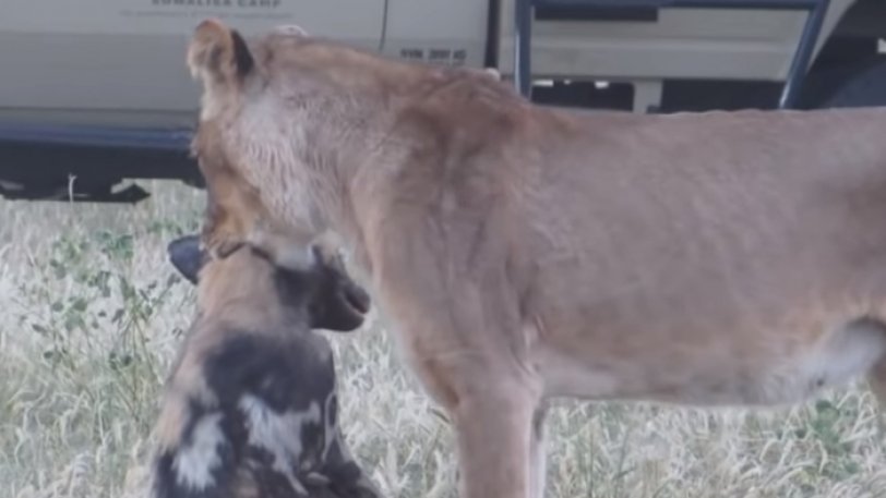 Η μεγάλη απόδραση: Άγριο σκυλί παριστάνει το νεκρό και γλιτώνει από τα δόντια λιονταριού - Φωτογραφία 1