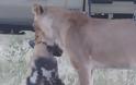 Η μεγάλη απόδραση: Άγριο σκυλί παριστάνει το νεκρό και γλιτώνει από τα δόντια λιονταριού - Φωτογραφία 1