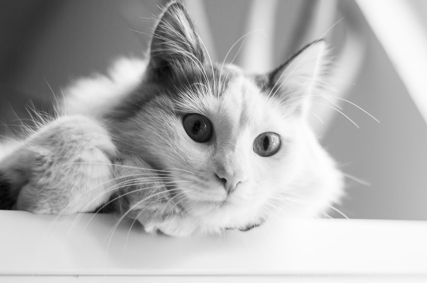 Η ελληνική γάτα με το νησιώτικο ταμπεραμέντο - Φωτογραφία 2