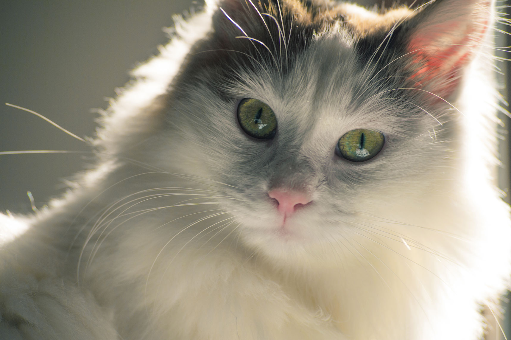Η ελληνική γάτα με το νησιώτικο ταμπεραμέντο - Φωτογραφία 3