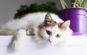 Η ελληνική γάτα με το νησιώτικο ταμπεραμέντο
