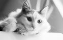 Η ελληνική γάτα με το νησιώτικο ταμπεραμέντο - Φωτογραφία 2