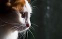 Η ελληνική γάτα με το νησιώτικο ταμπεραμέντο - Φωτογραφία 4