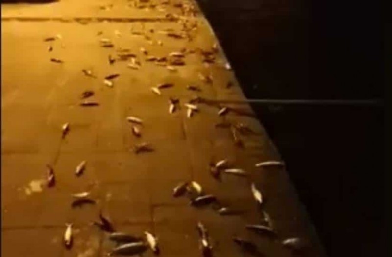 Βίντεο Ντοκουμέντο: Στην Πρέβεζα τα ψάρια...βγήκαν στη στεριά! - Φωτογραφία 1