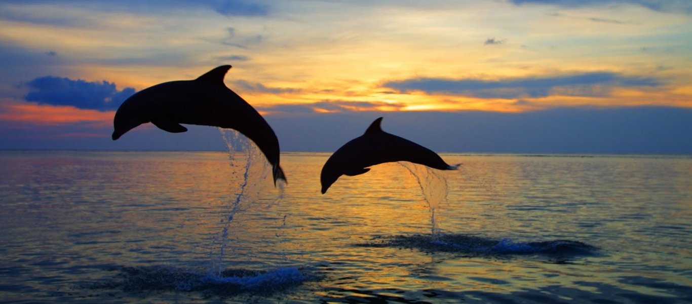 Υπέροχο βίντεο: Δελφινάκια στη Ρόδο παίζουν στη θάλασσα του Αιγαίου - Φωτογραφία 1