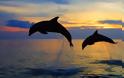 Υπέροχο βίντεο: Δελφινάκια στη Ρόδο παίζουν στη θάλασσα του Αιγαίου