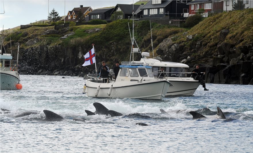Η θάλασσα έγινε ξανά κόκκινη στα Νησιά Φερόε: Έσφαξαν 250 φάλαινες και δελφίνια - Φωτογραφία 1