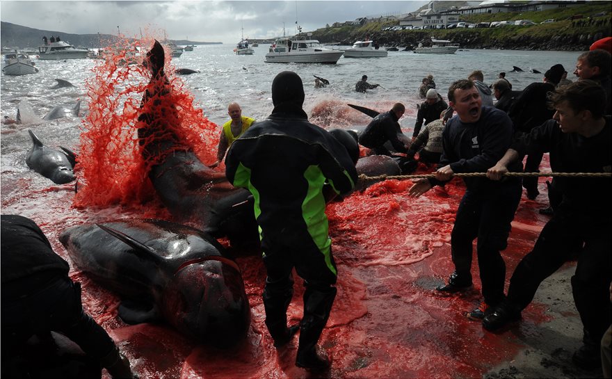 Η θάλασσα έγινε ξανά κόκκινη στα Νησιά Φερόε: Έσφαξαν 250 φάλαινες και δελφίνια - Φωτογραφία 3