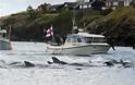 Η θάλασσα έγινε ξανά κόκκινη στα Νησιά Φερόε: Έσφαξαν 250 φάλαινες και δελφίνια