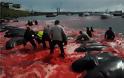Η θάλασσα έγινε ξανά κόκκινη στα Νησιά Φερόε: Έσφαξαν 250 φάλαινες και δελφίνια - Φωτογραφία 2