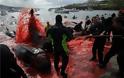 Η θάλασσα έγινε ξανά κόκκινη στα Νησιά Φερόε: Έσφαξαν 250 φάλαινες και δελφίνια - Φωτογραφία 3