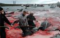 Η θάλασσα έγινε ξανά κόκκινη στα Νησιά Φερόε: Έσφαξαν 250 φάλαινες και δελφίνια - Φωτογραφία 5