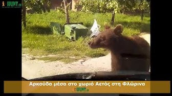 Tρομερό βίντεο με αρκούδα να σταματά οδηγό στη Φλώρινα - Φωτογραφία 1