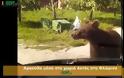 Tρομερό βίντεο με αρκούδα να σταματά οδηγό στη Φλώρινα