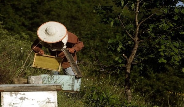 Τραγικό τέλος για 75χρονο -Του επιτέθηκαν δεκάδες μέλισσες - Φωτογραφία 1