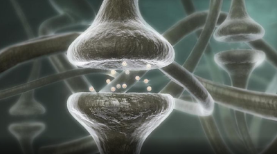 Πώς οι σκέψεις μας αλλάζουν τον εγκέφαλο, τα κύτταρα και τα γονίδιά μας - Φωτογραφία 1