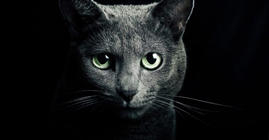 Γάτα – προστατεύει εσάς και το σπίτι σας από φαντάσματα και αρνητικά πνεύματα! - Φωτογραφία 1