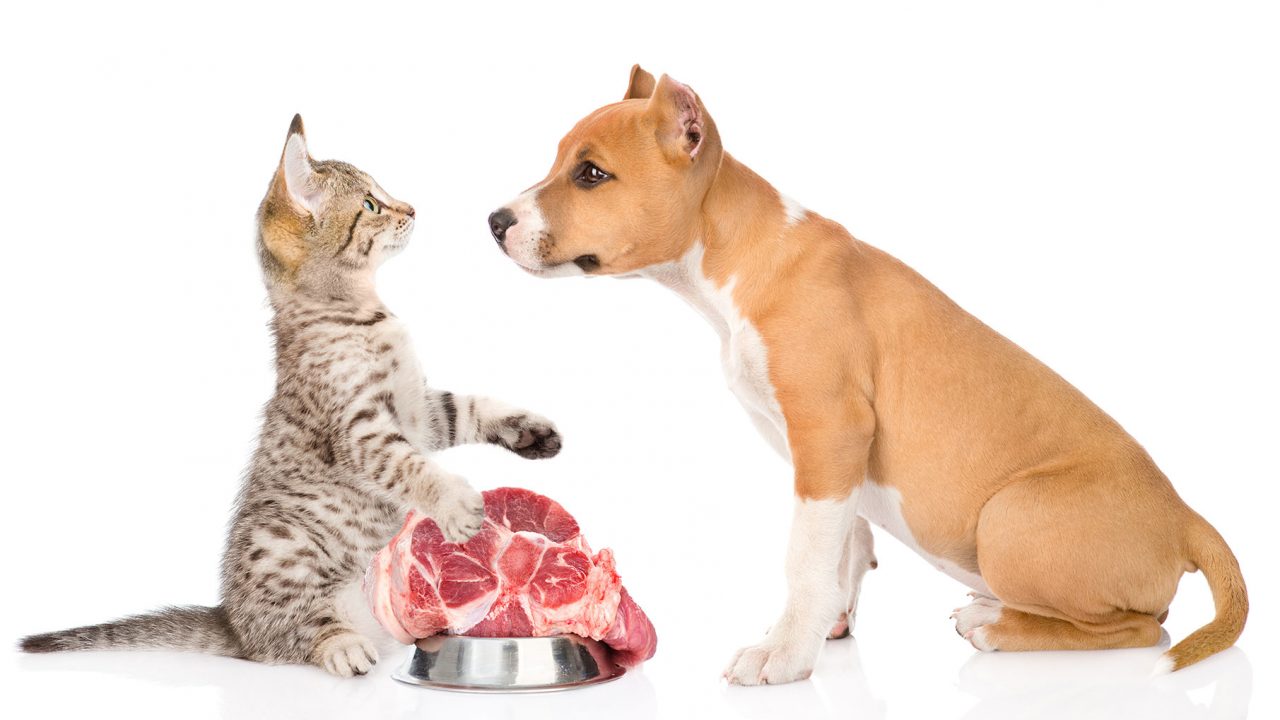 Τι είναι τα λειτουργικά τρόφιμα και πώς ωφελούν τον σκύλο και τη γάτα - Φωτογραφία 1