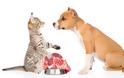 Τι είναι τα λειτουργικά τρόφιμα και πώς ωφελούν τον σκύλο και τη γάτα