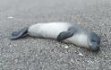 Κτηνωδία: Σκότωσαν φώκια, δένοντας πέτρες στο λαιμό της - Φωτογραφία 1