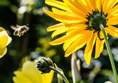 Πώς οι μέλισσες βρίσκουν το δρόμο για να γυρίσουν στην κυψέλη τους. Γιατί τα φυτοφάρμακα τις αποπροσανατολίζουν - Φωτογραφία 1