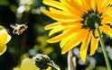 Πώς οι μέλισσες βρίσκουν το δρόμο για να γυρίσουν στην κυψέλη τους. Γιατί τα φυτοφάρμακα τις αποπροσανατολίζουν