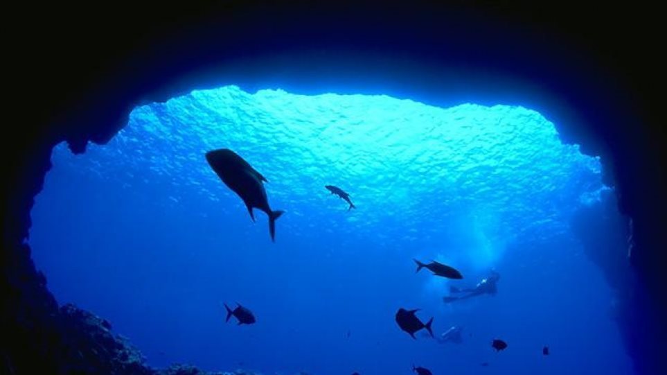 Θα χαθεί το 17% των θαλάσσιων ζώων μέχρι το 2100 αν δεν μειωθούν οι εκπομπές CO2 - Φωτογραφία 1