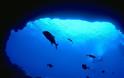 Θα χαθεί το 17% των θαλάσσιων ζώων μέχρι το 2100 αν δεν μειωθούν οι εκπομπές CO2