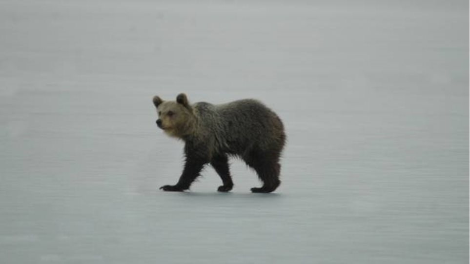 Η «παιχνιδιάρα» αρκουδίτσα του Αρκτούρου τράκαρε με Ι.Χ. αλλά σώθηκε - Φωτογραφία 1